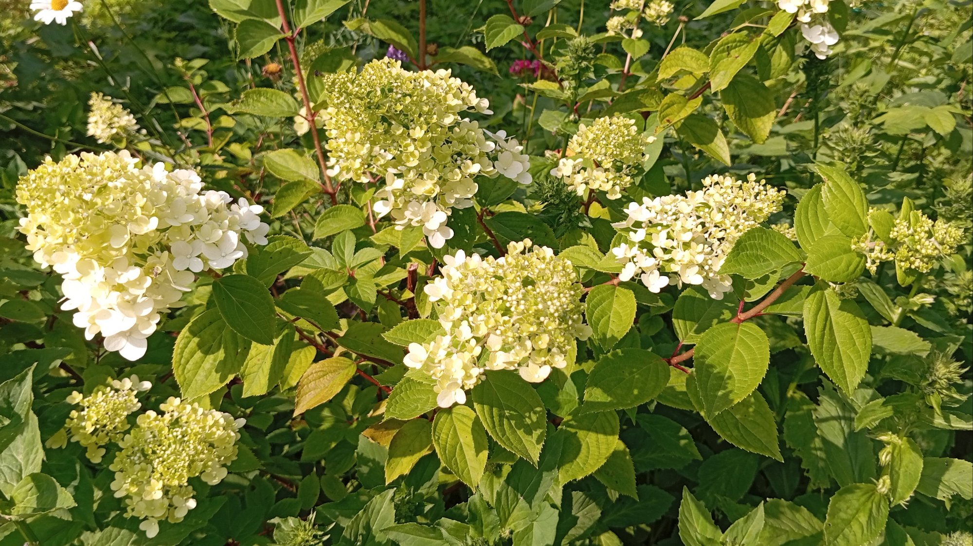 Дача и огород в жару и без полива. Сезон 2025 г. 🌸🌳🌿🌼🌹🥦🍓🥒🥕🍅🥔🍆🧄🌺🌻☘️🍎🌰🍉 смотреть онлайн