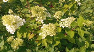 Дача и огород в жару и без полива. Сезон 2025 г. 🌸🌳🌿🌼🌹🥦🍓🥒🥕🍅🥔🍆🧄🌺🌻☘️🍎🌰🍉