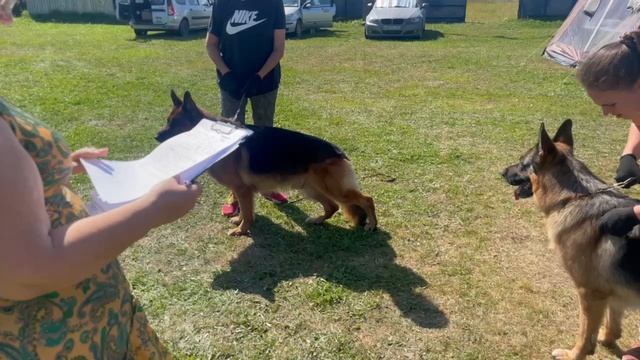 РАБОЧИЙ КОБЕЛИ / КЧК КОТЛАС 26 июля`25 А.Буйнова Моно немецких овчарок