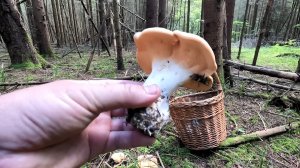 ❗ СБОР ГРИБОВ 3 августа 2025 в ПОДМОСКОВЬЕ👉ЛИСИЧКИ 🍄ГРУЗДИ🍄ЕЖОВИК ЖЁЛТЫЙ🍄МАСЛЯТА🌲🌳