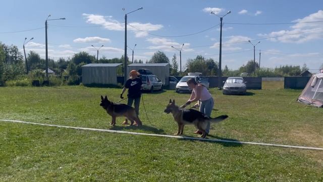 РАБОЧИЙ КОБЕЛИ / КЧК КОТЛАС 26 июля`25 А.Буйнова Моно немецких овчарок