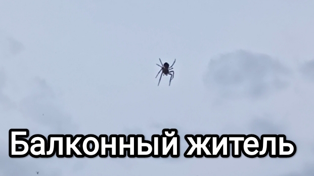 04-08-2025. Нашла ещё одного жителя на балконе.