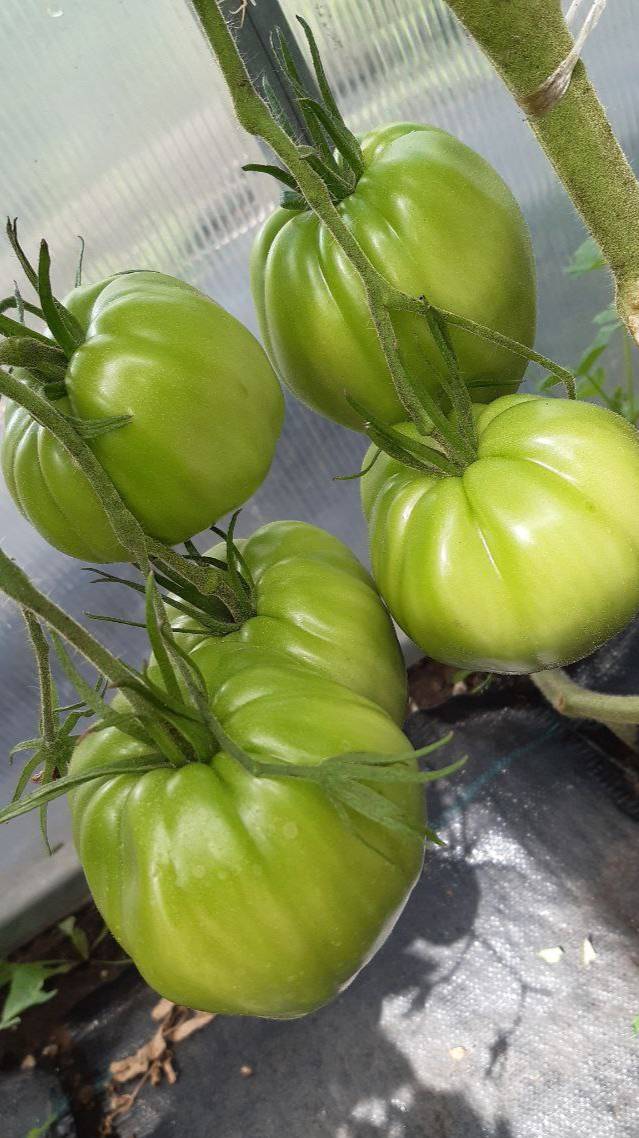 РАННЕЕ ОРАНЖЕВОЕ ЧУДО - ОБЗОР СОРТА смотреть онлайн