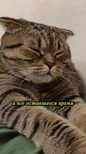 ФАКТ О КОТАХ!💥😏😹#cat #кот #юмор #tishaandalex  #приколы #цитаты
