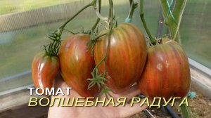 Томат ВОЛШЕБНАЯ РАДУГА. Обзор сотов ТОМАТОВ!