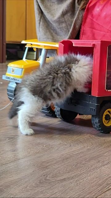 Маленький котёнок катался на детском грузовике! #котята смотреть онлайн