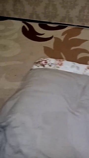 Сима и Жорик в глубоком сне#животные #кошки #животныймир