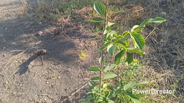 🏡 03.08.25г Воскресенье. Один день со мной. Домашние хлопоты. смотреть онлайн