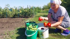 ЖИЗНЬ В ДЕРЕВНЕ, ХРОНИКА ДНЯ,