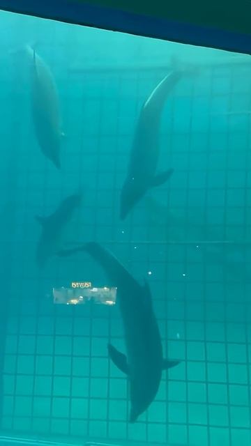 Дельфинчики  #дельфины #море#подводныймир #медитация