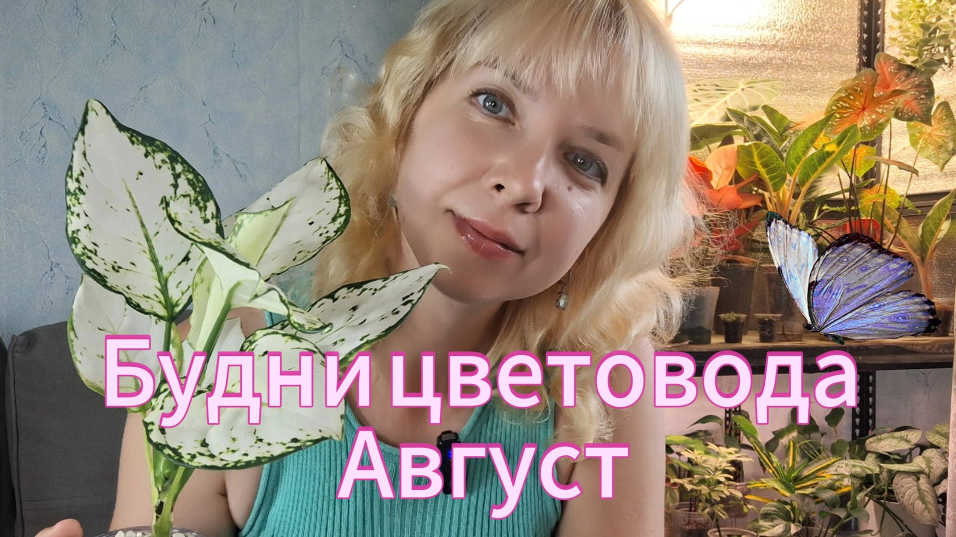 Будни цветовода: пересадка аглаонемы, хойи, обзор растений смотреть онлайн