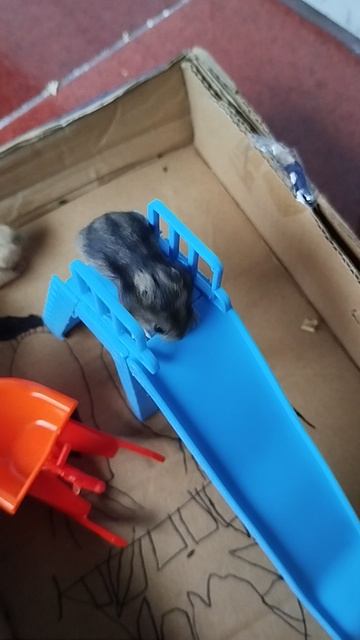 Хомякам 16 дней