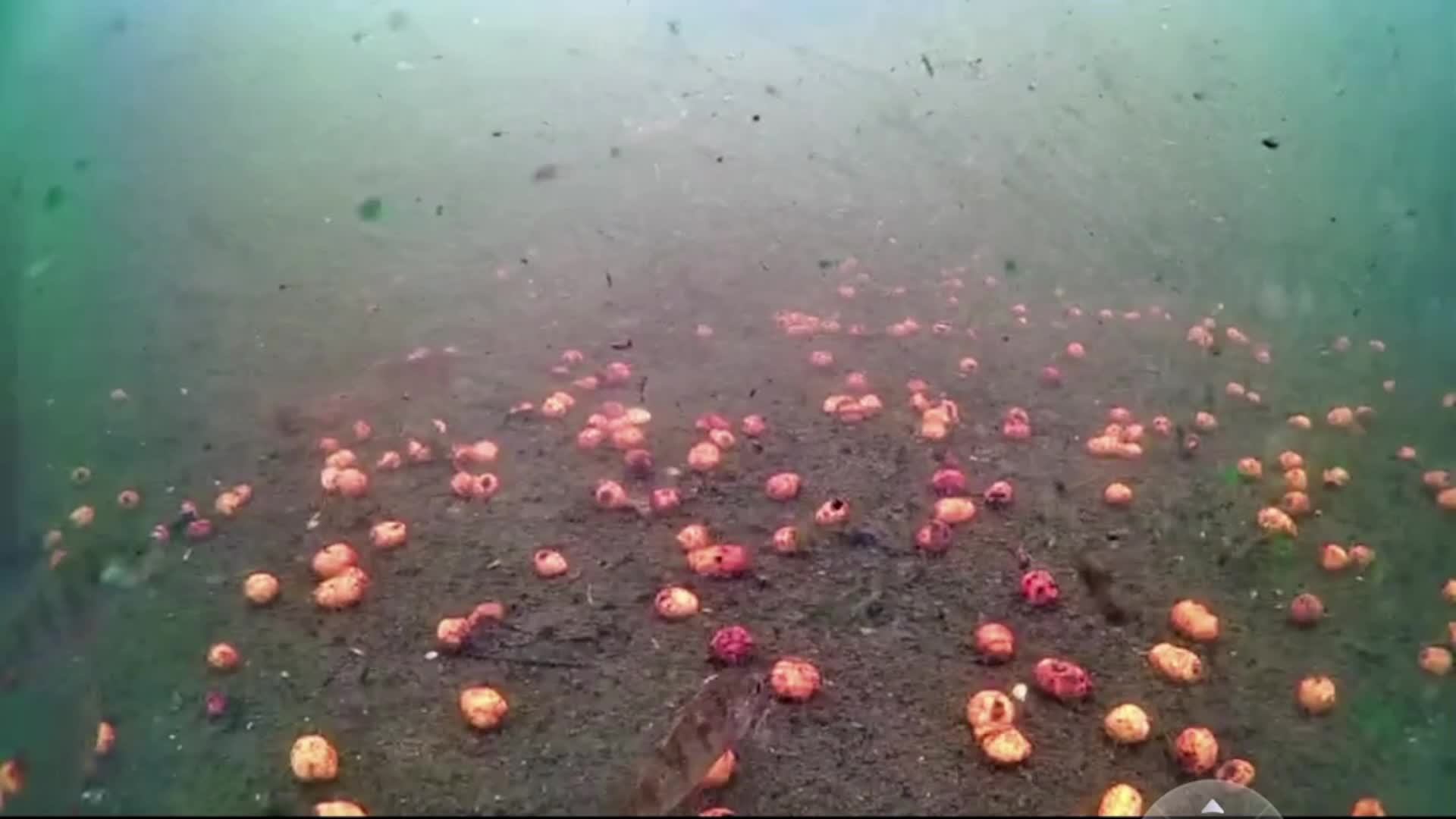 carp смотреть онлайн