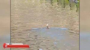 Такое не Забыть! Сумасшедшие Случаи с Животными, Снятые на Камеру