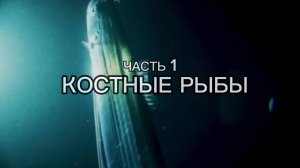 Костные рыбы. Захватывающий мир морских рыб. Часть 1
