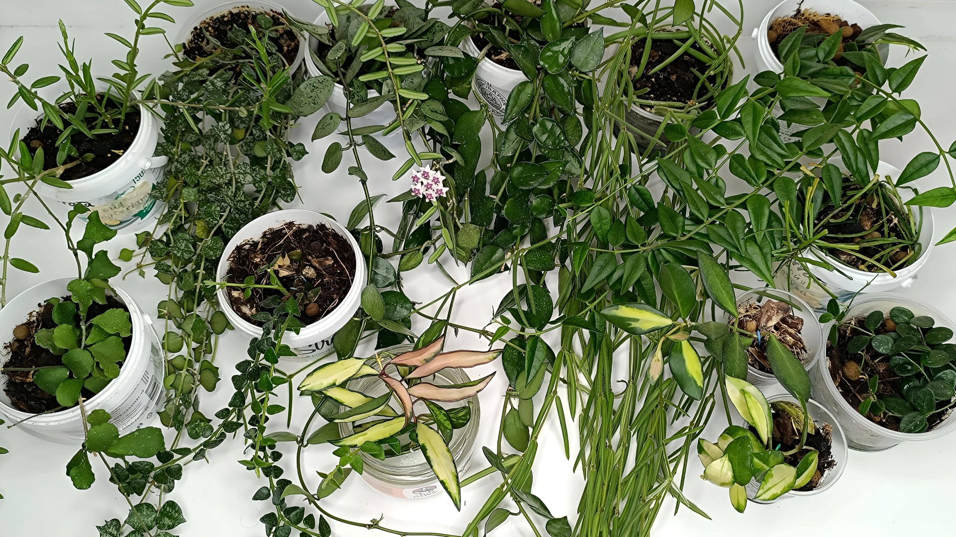 Мои мелколистные Хойи – идеальное растение для дома! смотреть онлайн