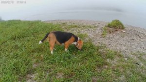 Пёс Барбос. Последний рывок и мы дома.