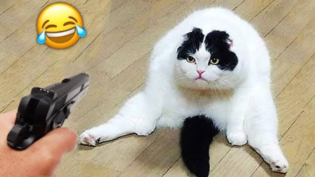 СМЕШНЫЕ КОТЫ 2025 ЛУЧШИЕ ПРИКОЛЫ С КОТАМИ, КОШКИ, ЖИВОТНЫЕ смотреть онлайн