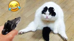СМЕШНЫЕ КОТЫ 2025 ЛУЧШИЕ ПРИКОЛЫ С КОТАМИ, КОШКИ, ЖИВОТНЫЕ