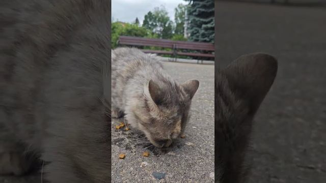 Китти и Саня для Авито 1