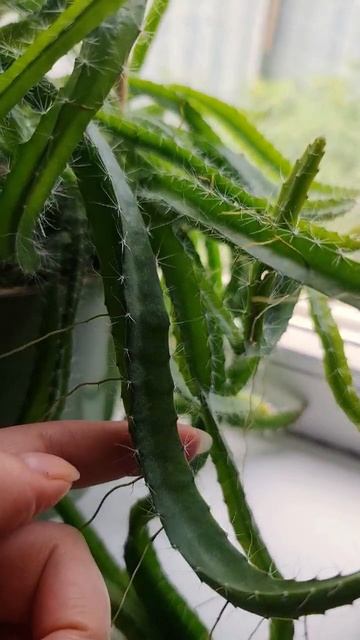 Выращиваю Драконий фрукт из семян.Результат спустя 10 месяцев