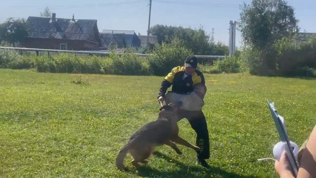 2 Отл. СС Goldene Bienenstock ANDZHELIN +++ №22. КЧК КОТЛАС 26 июля`25 Моно немецких овчарок