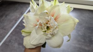 13-08-2025.Дача.Мои шикарные Гиппеаструмы...Лилии.Заготовка зелёного лука.