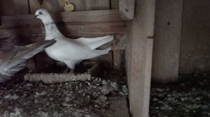 мои голуби .г  Егорьевск