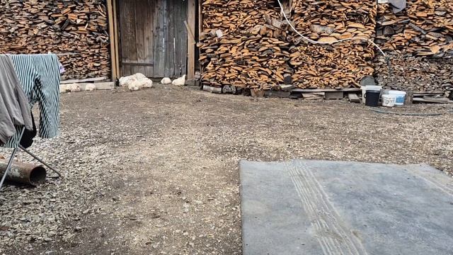 Потихоньку овощи скармливаем/ помидоры зелёные собрала смотреть онлайн