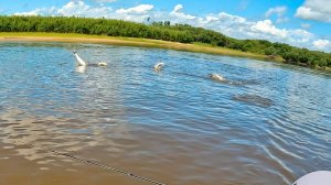 Вода КИПИТ от РЫБЫ, не пропускает ни одну приманку