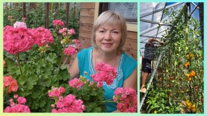 Дела САДОВЫЕ.Пора это сделать в августе.Цветение будет пышным .Помидоры вымахали