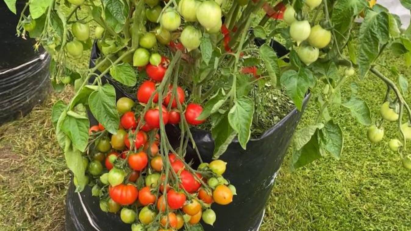 Дневник моих огородных дел. 1 августа 2025 года