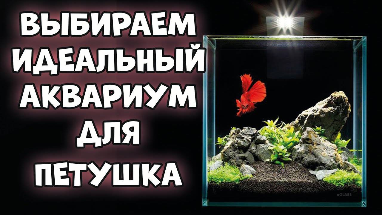 Выбираем идеальный аквариум для рыбки петушка