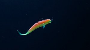 Отныне на всех водоемах страны! Frapp Placoid