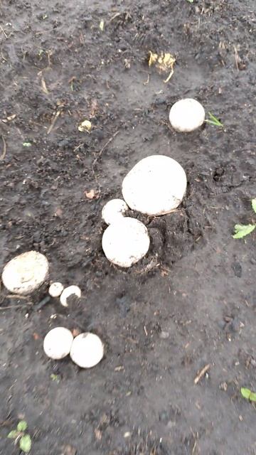 ШАМПИНЬОНЫ В ОГОРОДЕ смотреть онлайн