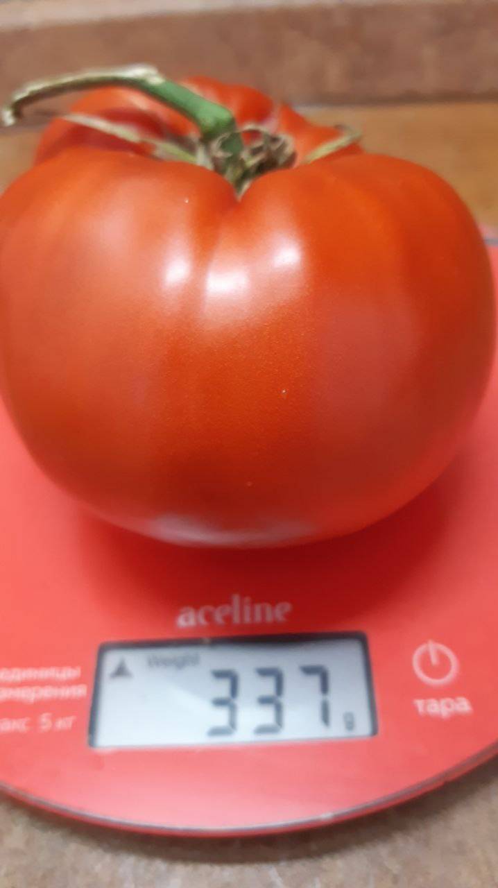 ТОМАТ СИБИРЯЧКА ОЛЕЧКА - ОТЛИЧНЫЙ СОРТ ДЛЯ ТЕПЛИЦ И ОТКРЫТОГО ГРУНТА смотреть онлайн