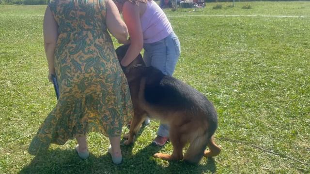 МОЛОДЫЕ КОБЕЛИ / КЧК КОТЛАС 26 июля`25 А.Буйнова Моно немецких овчарок