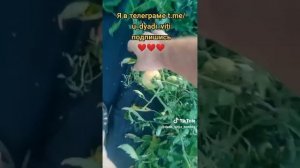 Помидоры сгорели на солнце. такое впервые у меня. #помидоры #сад #огород #дача #дядявитя