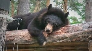 Медвежата Фима и Дуся развлекаются в своем вольере.