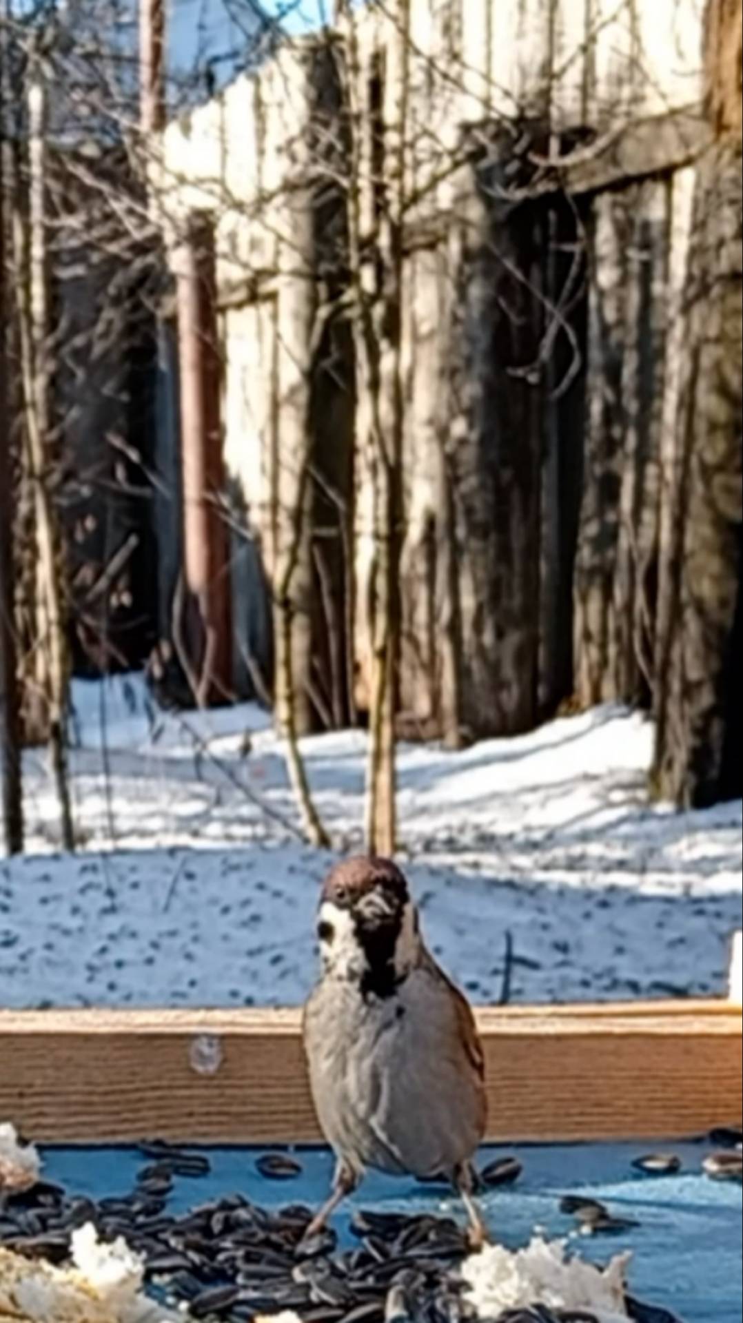 Воробей смотреть онлайн