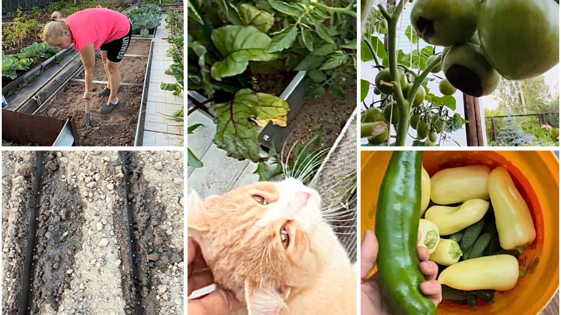 30 июля. Посадила дайкон, репу, пекинскую капусту. Нежданный гость. Вершинная гниль. смотреть онлайн