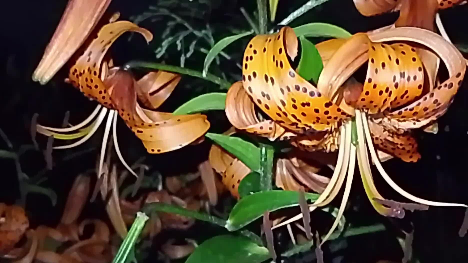 Причудливые, тигровые лилии. Ночная съёмка. смотреть онлайн