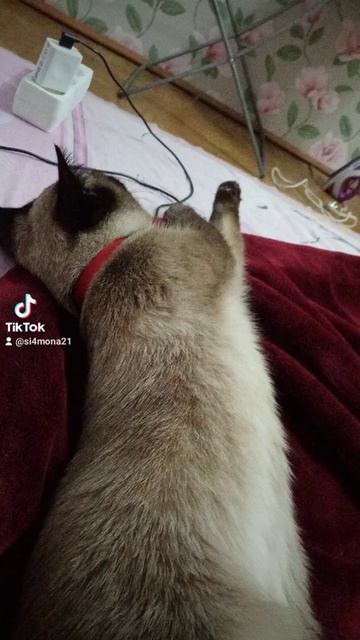 Фотосессия