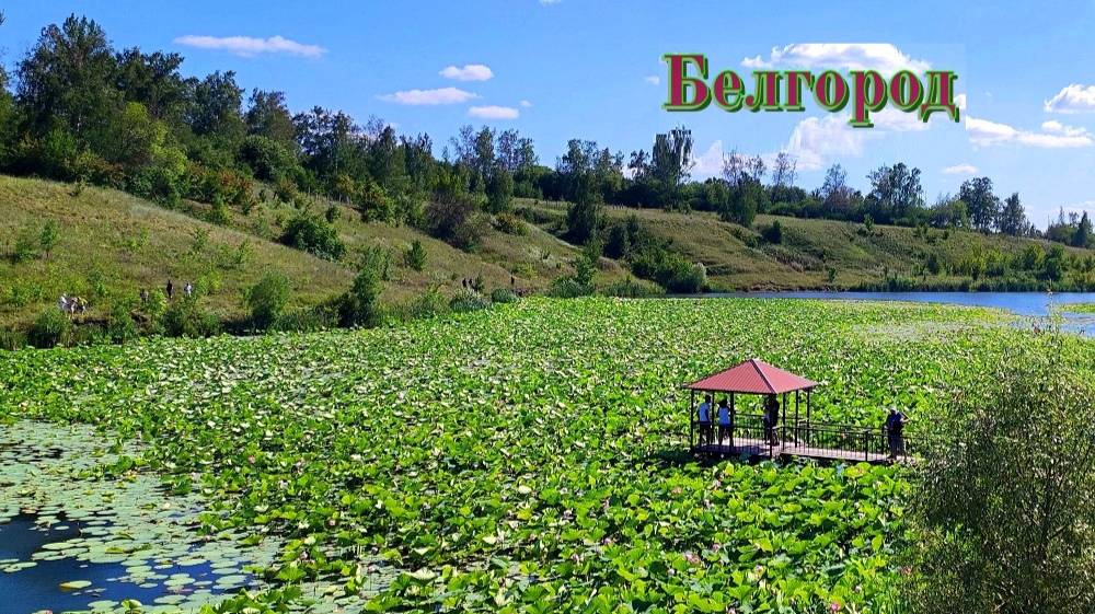 Белгород. Пруд с лотосами в поселке Быковка, потрясающая красота. 25 км. от города. 2025 год. смотреть онлайн