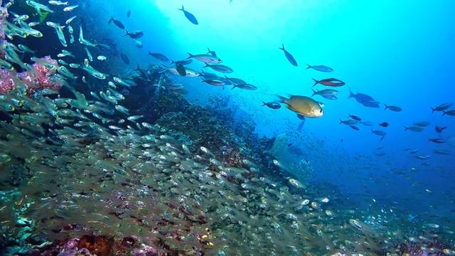 Природа смотреть онлайн