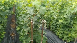 саженцы винограда