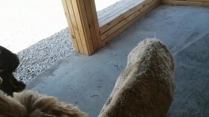 ферма альпаки