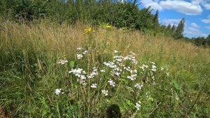 Прогулка в лес, малина и грибы. 4 авг 2025