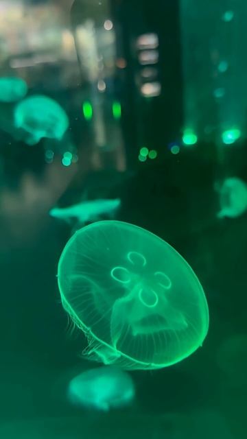 #медузы #океанариум #sea