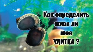 Как определить, жива ли моя УЛИТКА - аквариумистика